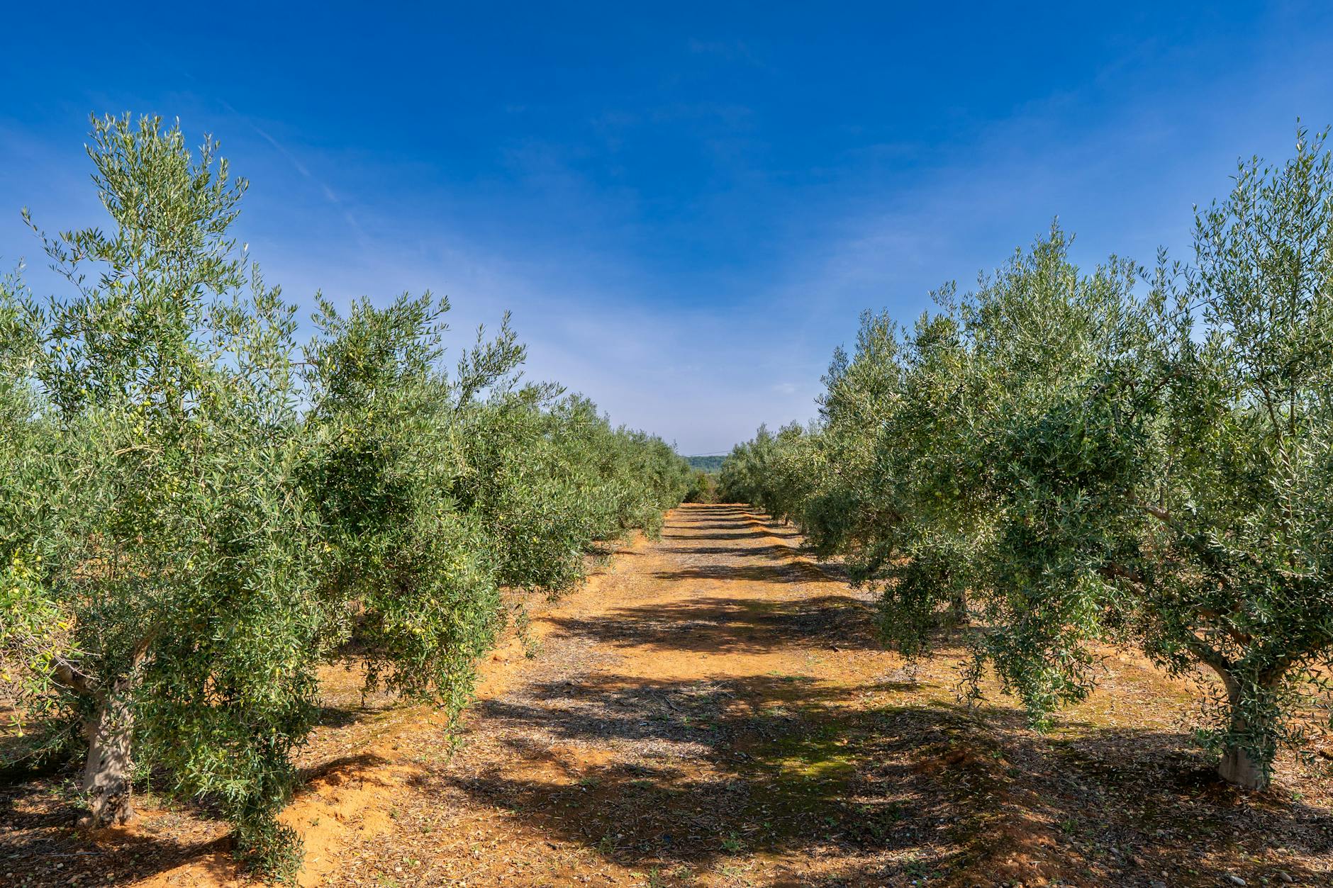 aceite de oliva peligros amenazas a la produccion en espana