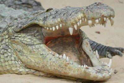  Animales en peligro de extinción en España: ¿qué hacer?