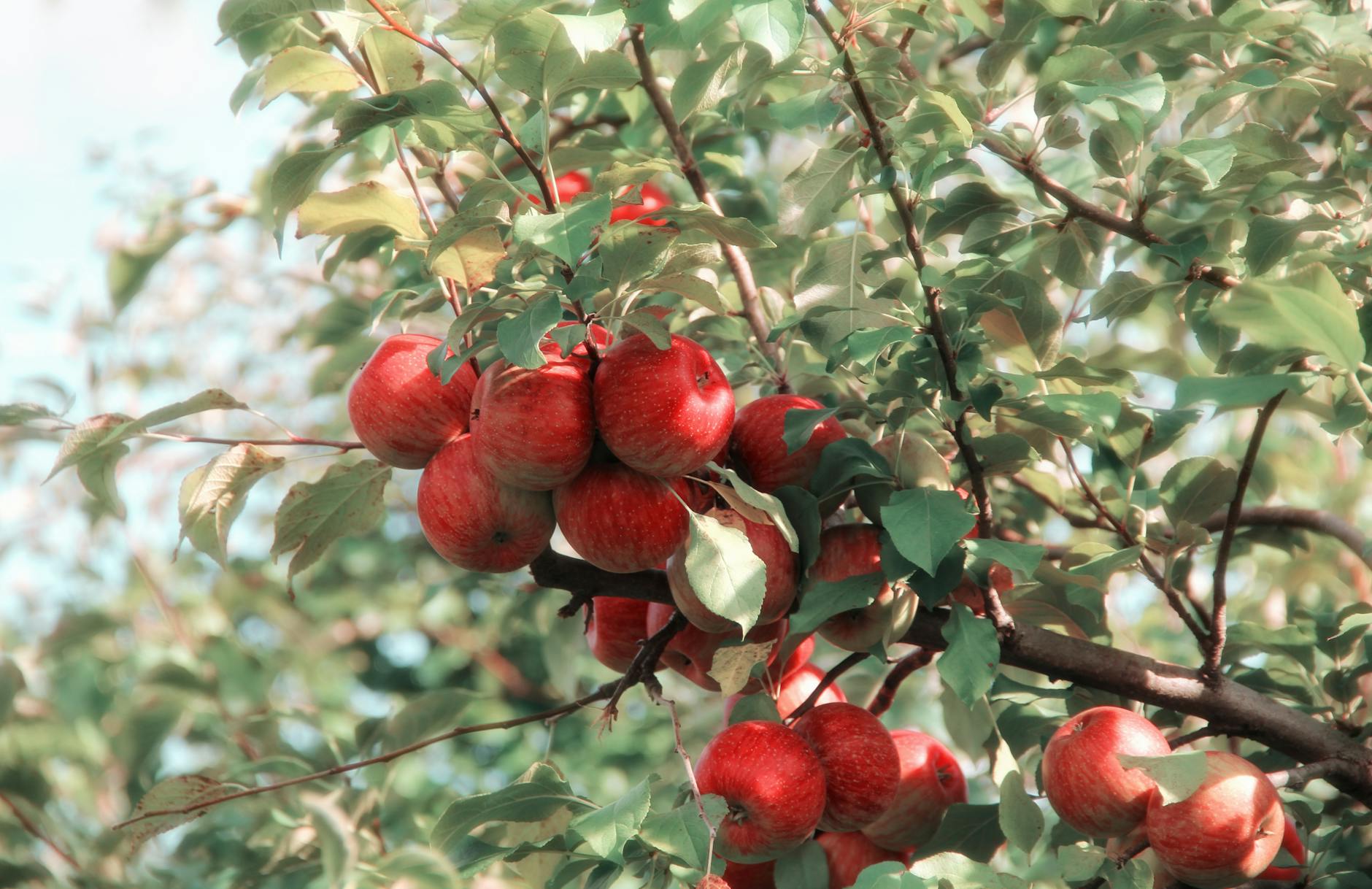 arbol morera precio cultivo y beneficios en tu jardin