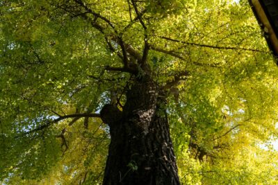  Biloba biloba: El árbol de la sabiduría y sus beneficios