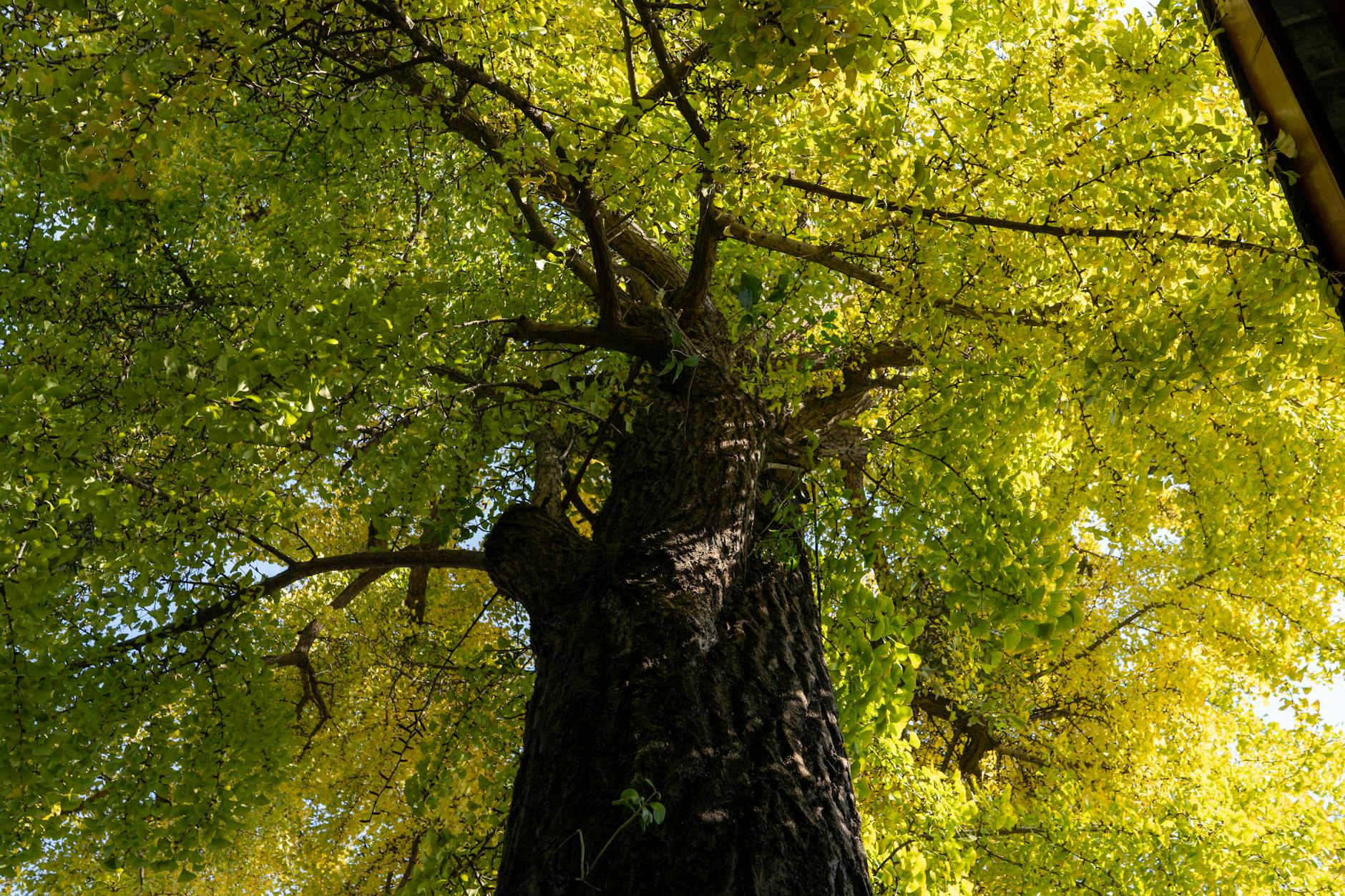 biloba biloba el arbol de la sabiduria y sus beneficios