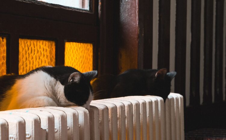  Cama radiador gatos: confort y calidez en invierno