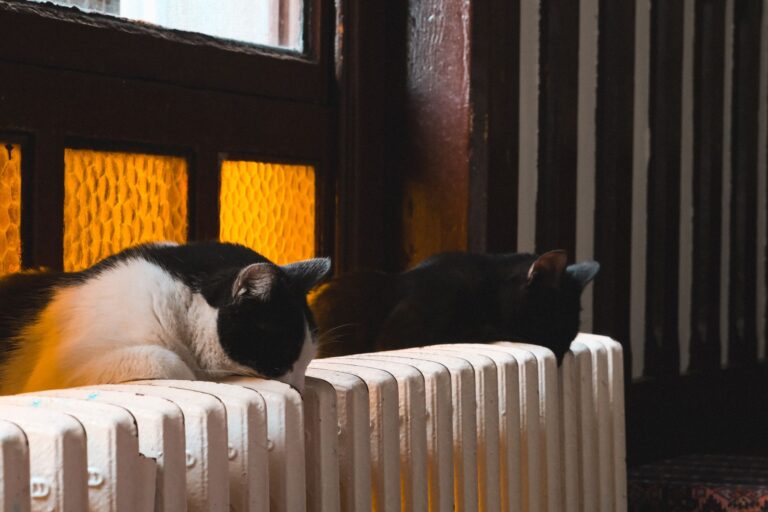 Cama radiador gatos: confort y calidez en invierno