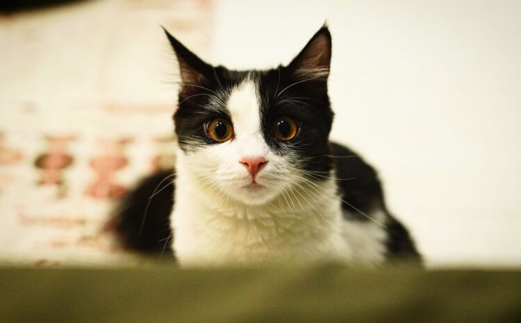  Cambio de casa gatos: ¿Mi gato está asustado y no sé por qué?