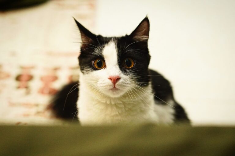 Cambio de casa gatos: ¿Mi gato está asustado y no sé por qué?