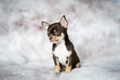  Chihuahuas pelo largo: Cuidados y características del chihuahua