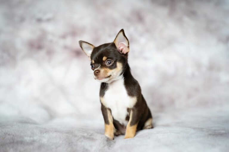 chihuahuas pelo largo cuidados y caracteristicas del chihuahua