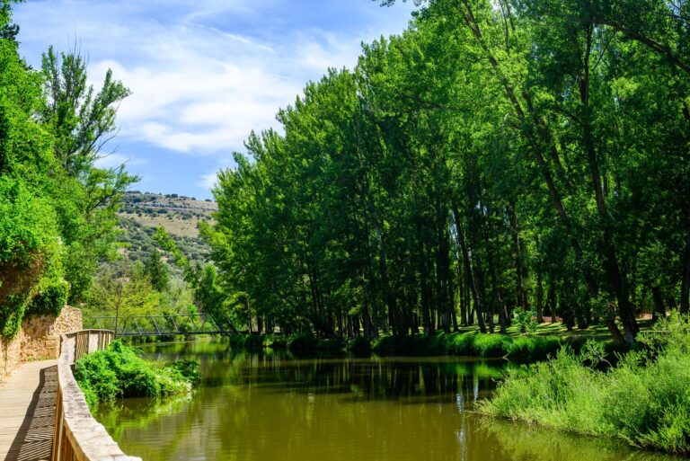 Chopo árbol: Conoce los chopos y su importancia ecológica