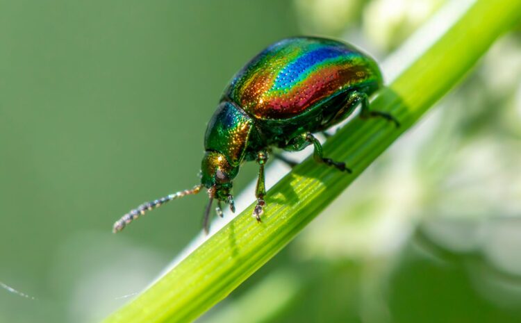  Cómo acabar con los peces de plata: insecticida y prevención