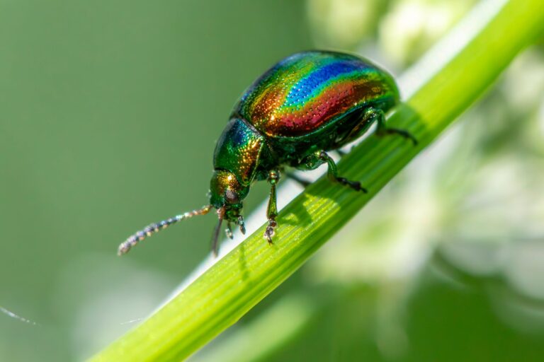 Cómo acabar con los peces de plata: insecticida y prevención