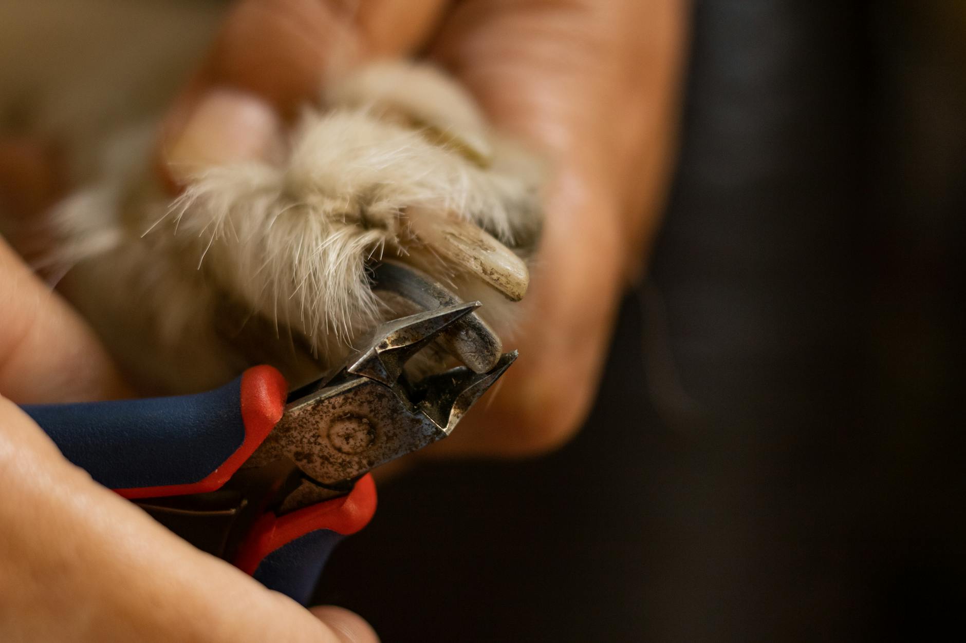 como cortar unas perro guia practica para el cuidado canino