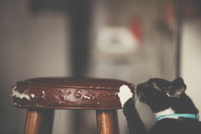  Cómo evitar que el gato arañe el sofá: consejos efectivos