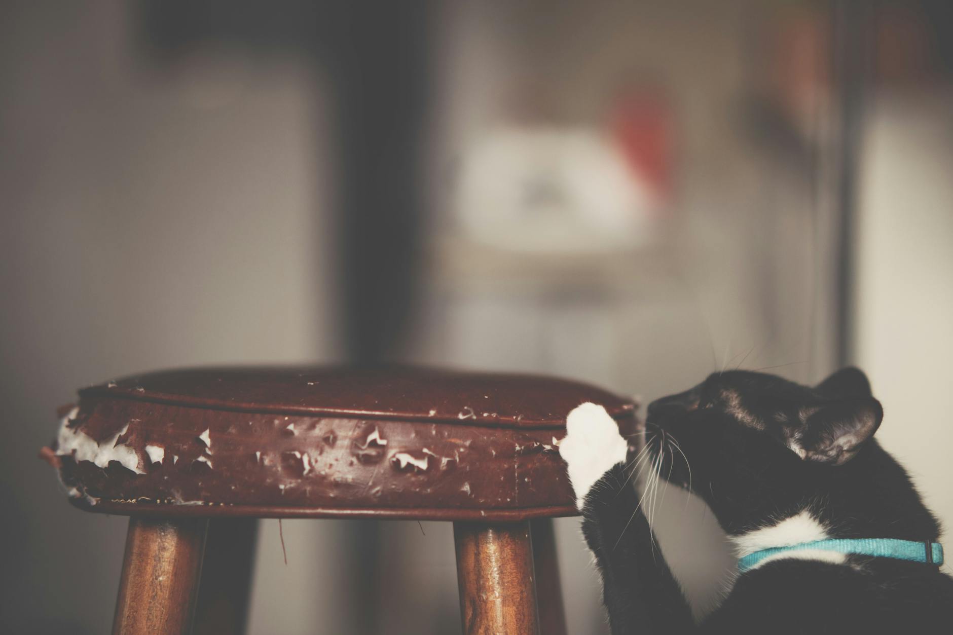 como evitar que el gato arane el sofa consejos efectivos