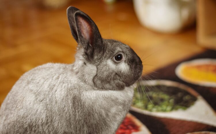 Cuanto vive un conejo: Cuidados para una vida larga y sana