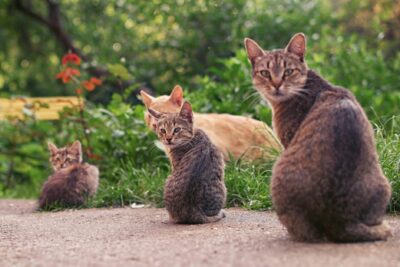  Cuantos años dura un gato: Longevidad y cuidados esenciales