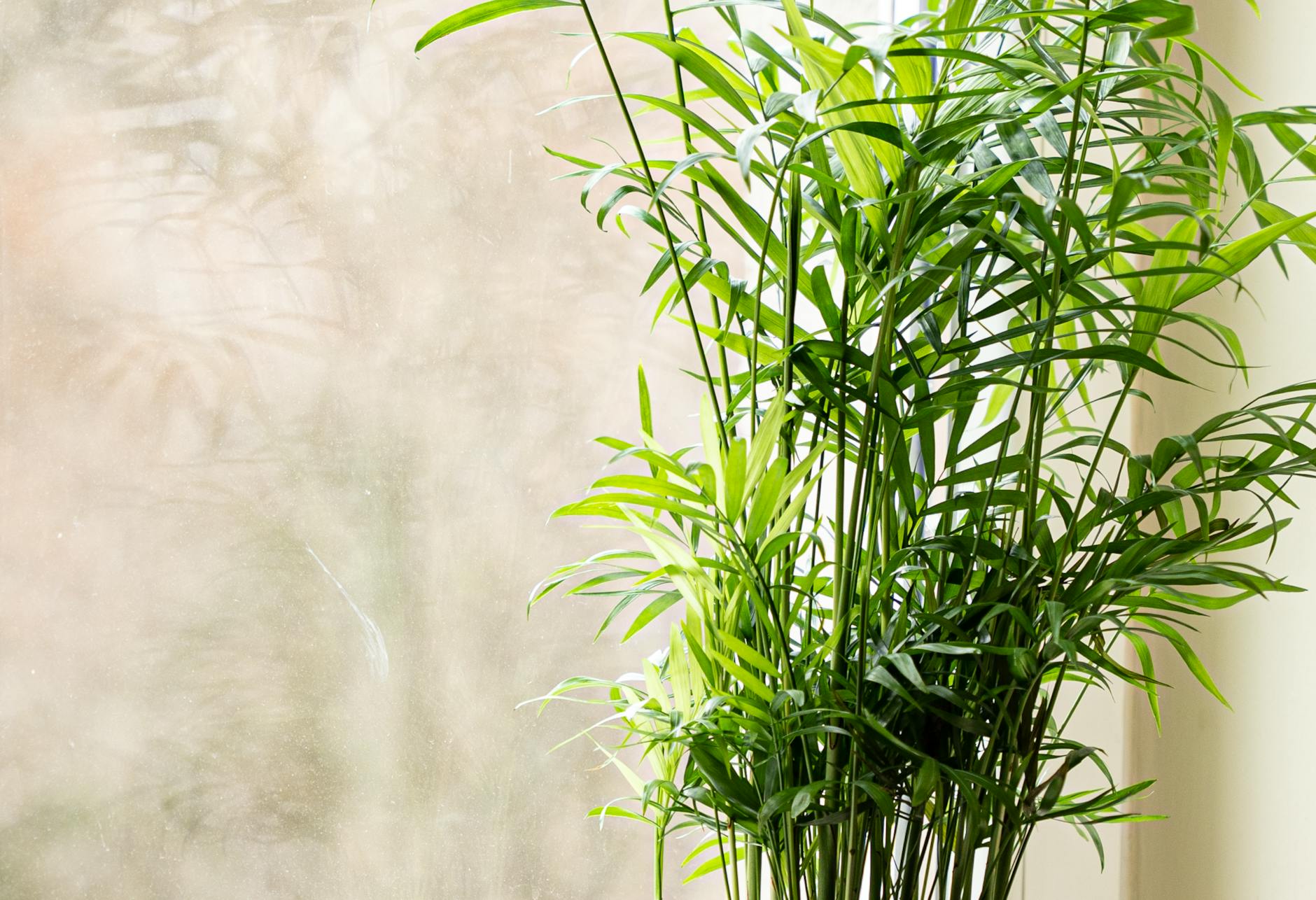 cuidado palmera de interior palma bambu y sus cuidados esenciales