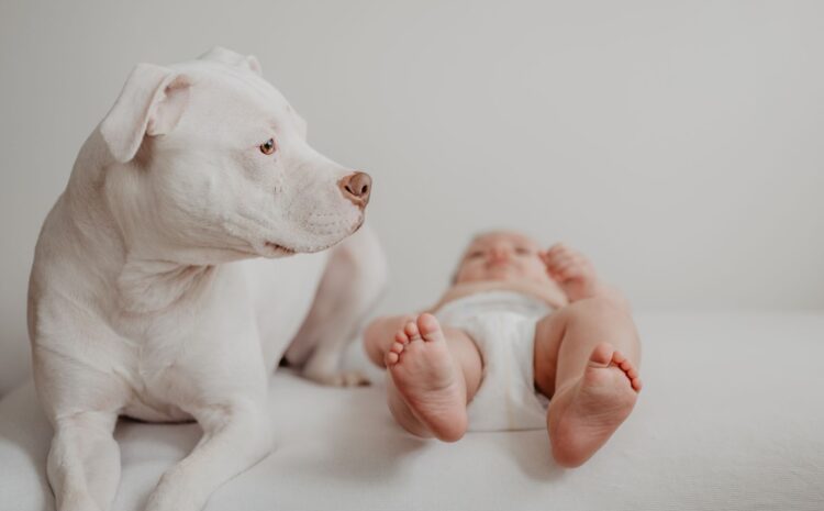  Cuidar perritos bebés: Enseña responsabilidad y amor familiar