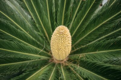  Cycas King Sago: Cica, ¿qué es y cómo cuidarla?