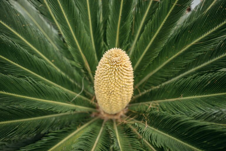 cycas king sago cica que es y como cuidarla