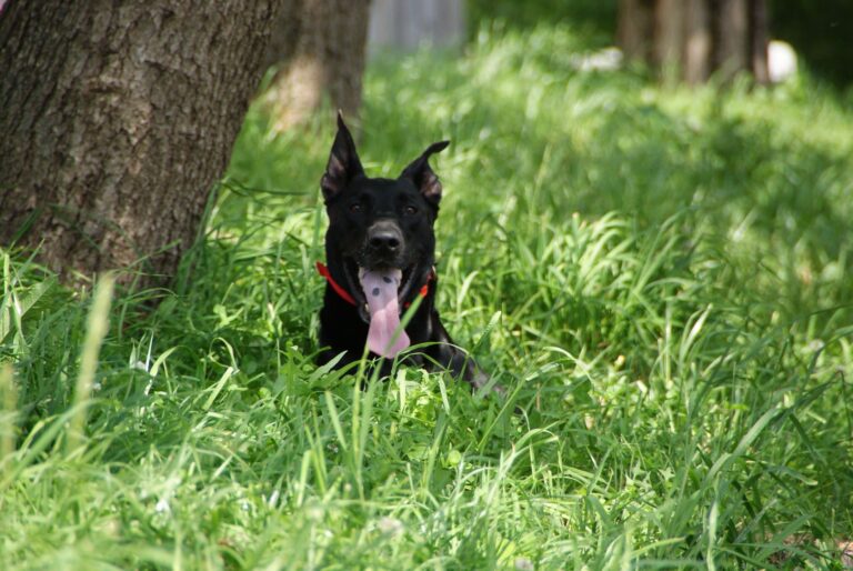Deporte perro: Mejora tu salud haciendo deporte con perro