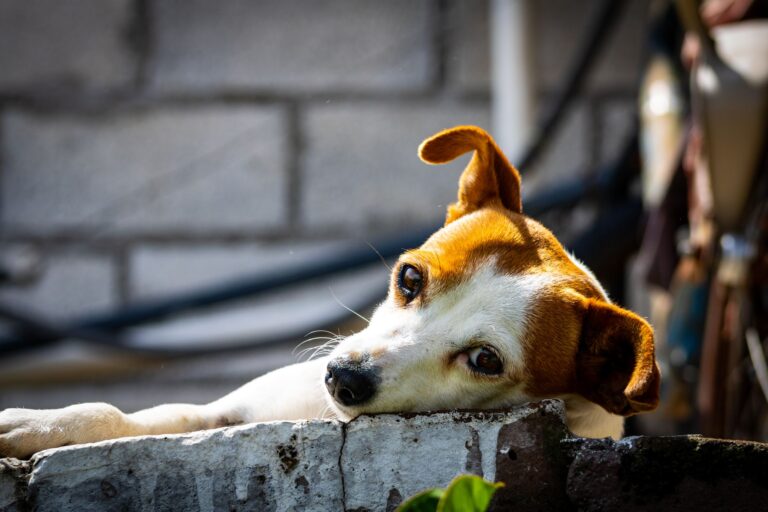 Embarazo psicológico en perros: síntomas y cuidados esenciales