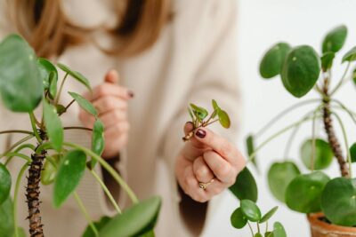  Esquejes ejemplos: Guía completa para multiplicar plantas
