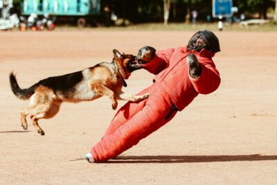  Etólogo canino vs adiestrador canino: diferencias clave