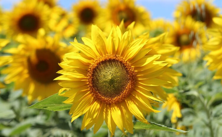  Flores solares: Mejores plantas con luz para tu jardín