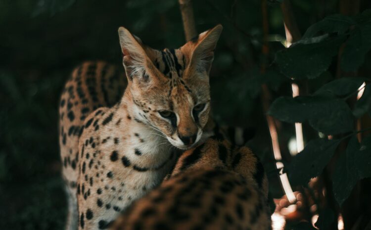  Gato Savannah: Todo sobre el fascinante Savannah Gato