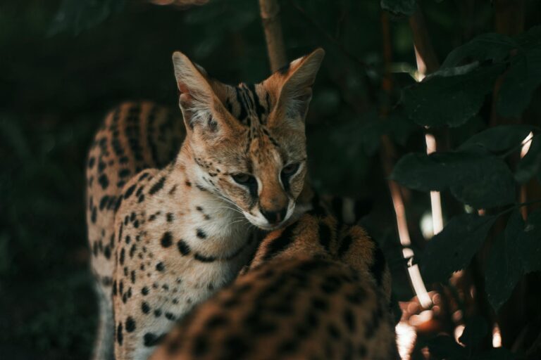 Gato Savannah: Todo sobre el fascinante Savannah Gato