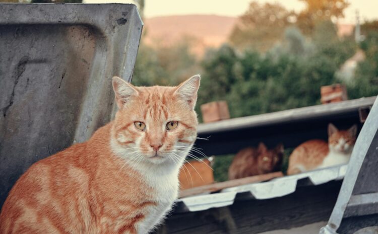  Gatos ferales: Cómo ayudar a los felinos asilvestrados