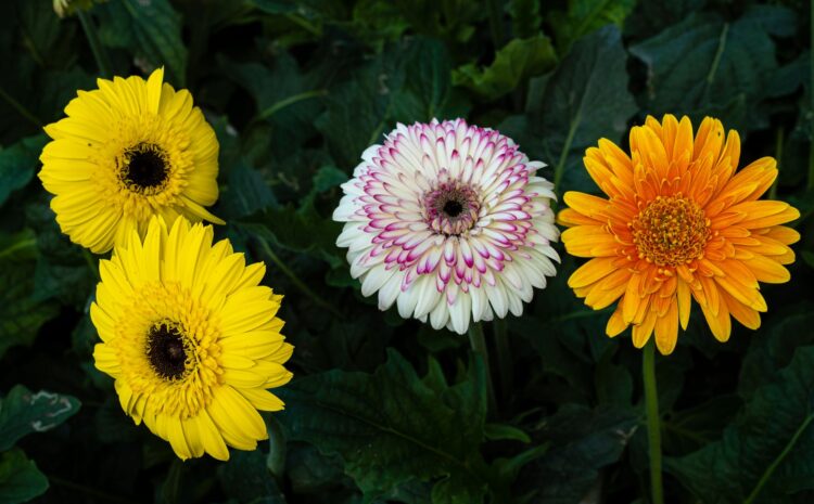  Gerberas cuidados: Guía para cultivar flores vibrantes
