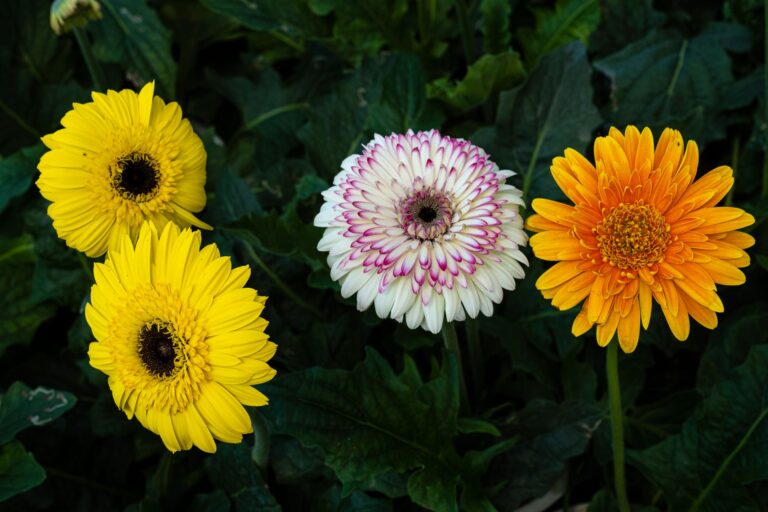 Gerberas cuidados: Guía para cultivar flores vibrantes