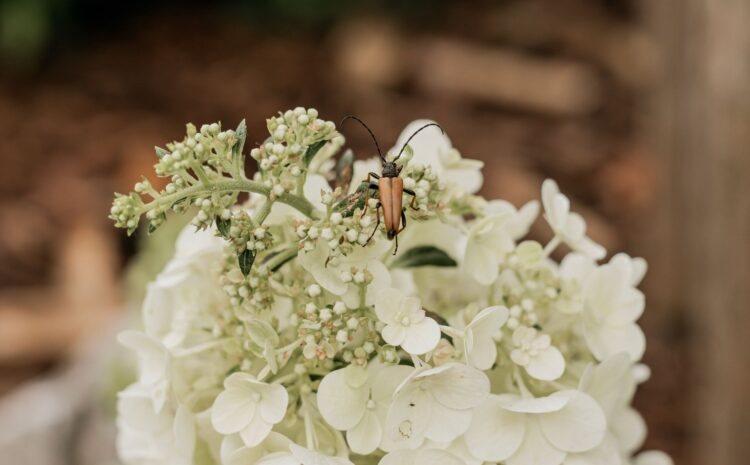  Hongos en hortensias: enfermedades y plagas a prevenir