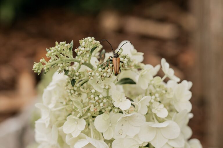 Hongos en hortensias: enfermedades y plagas a prevenir
