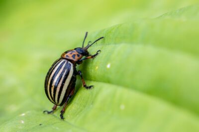  Insecticida: Guía completa para combatir plagas en casa