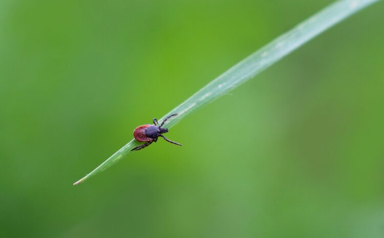  Insectos en la cocina: 10 tipos y cómo controlarlos eficazmente
