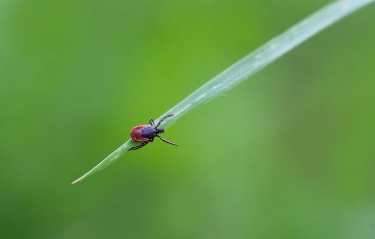 Insectos en la cocina: 10 tipos y cómo controlarlos eficazmente