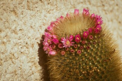  Jardines con cactus y piedras blancas: decoración ideal y fácil