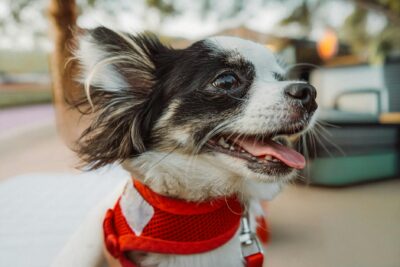  Lector microchip perros: guía sobre microchip y su importancia