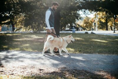  Mi perro come hierba y vomita: causas y cuidados esenciales