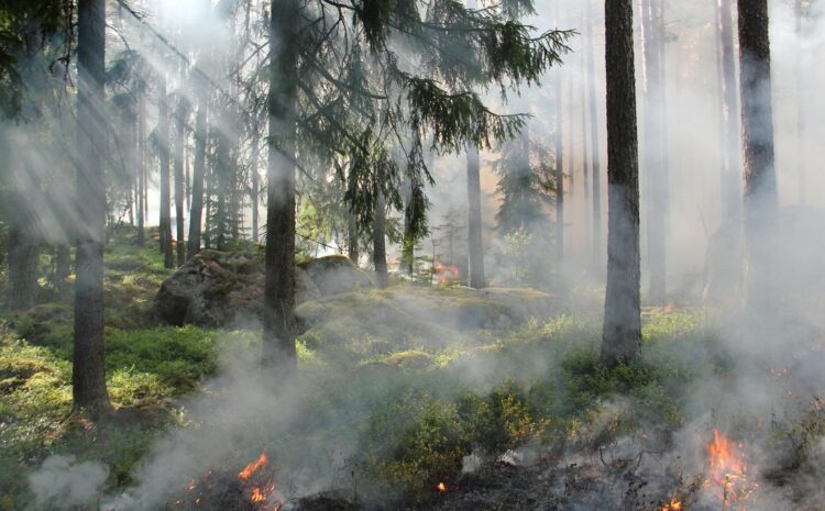  Nivel 1 incendio: Clasificación y prevención de incendios forestales