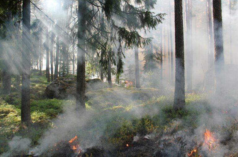 Nivel 1 incendio: Clasificación y prevención de incendios forestales