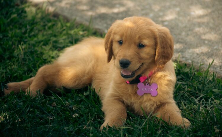  Nombre de perritos: Nombres originales para perros y mascotas