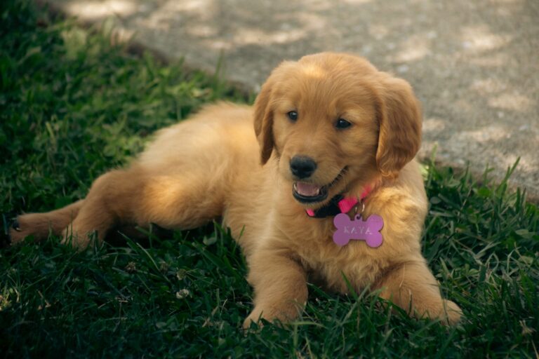 Nombre de perritos: Nombres originales para perros y mascotas