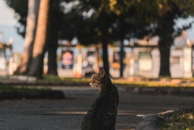  Pavimentos jardín: Elige el mejor para tu espacio exterior