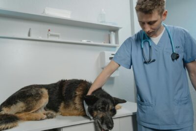  Perro con asma: síntomas, diagnóstico y tratamiento efectivo