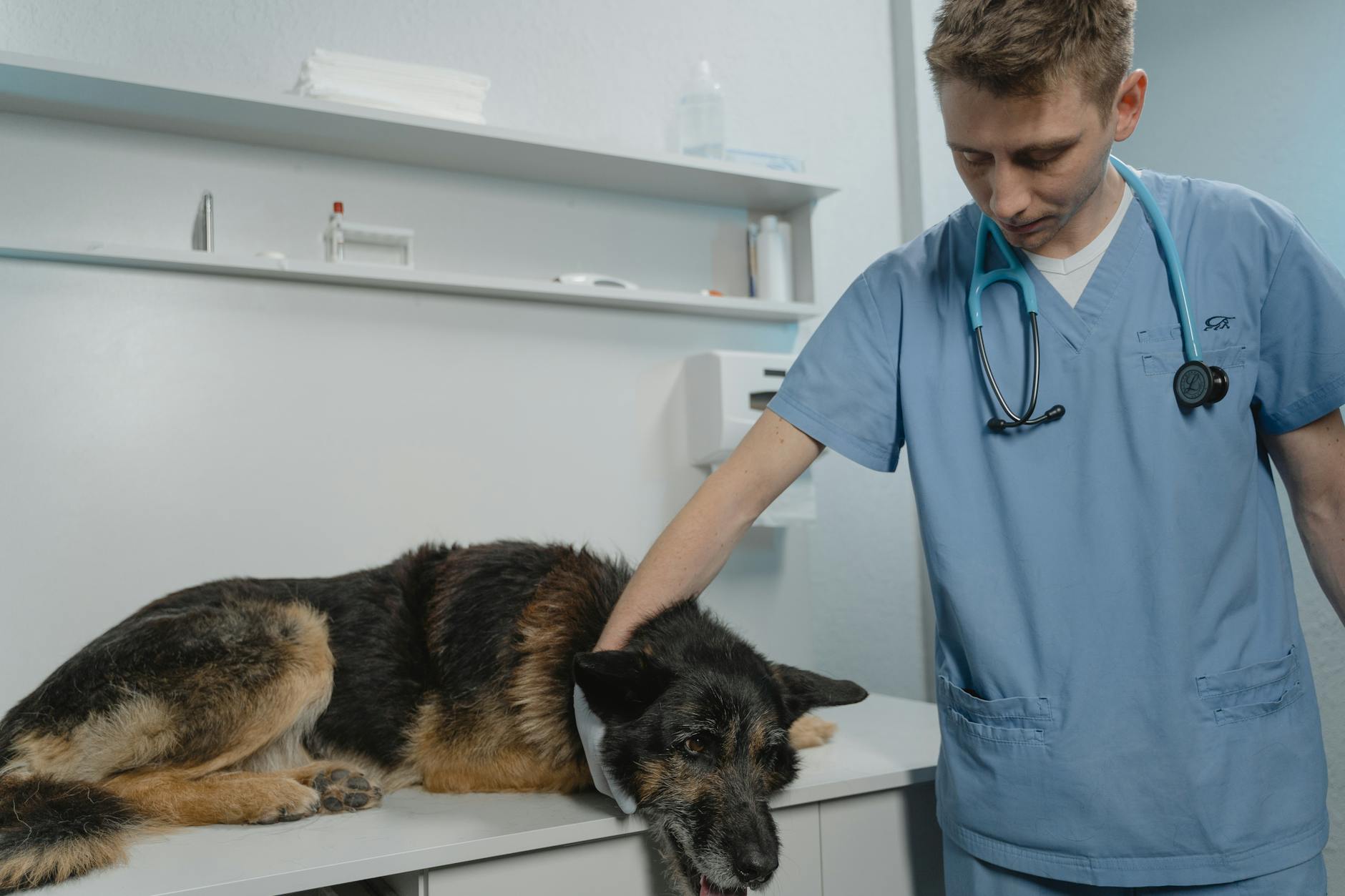 perro con asma sintomas diagnostico y tratamiento efectivo