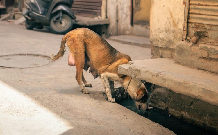  Perro en calor: Cómo prevenir golpes de calor en verano