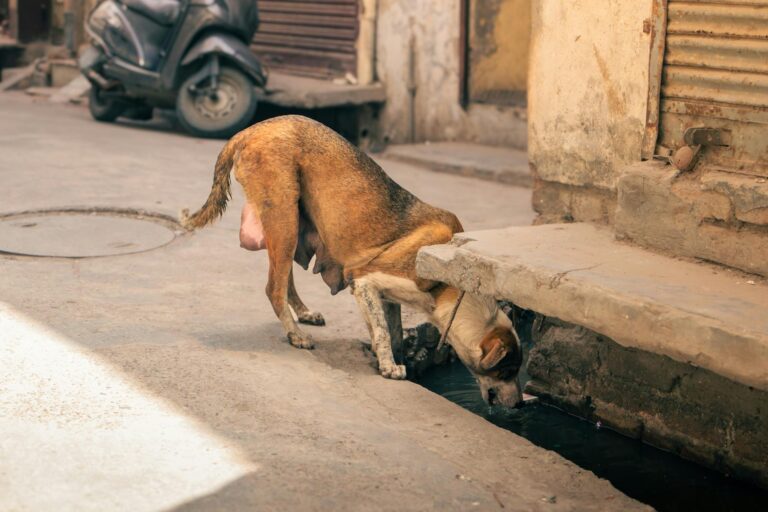 Perro en calor: Cómo prevenir golpes de calor en verano